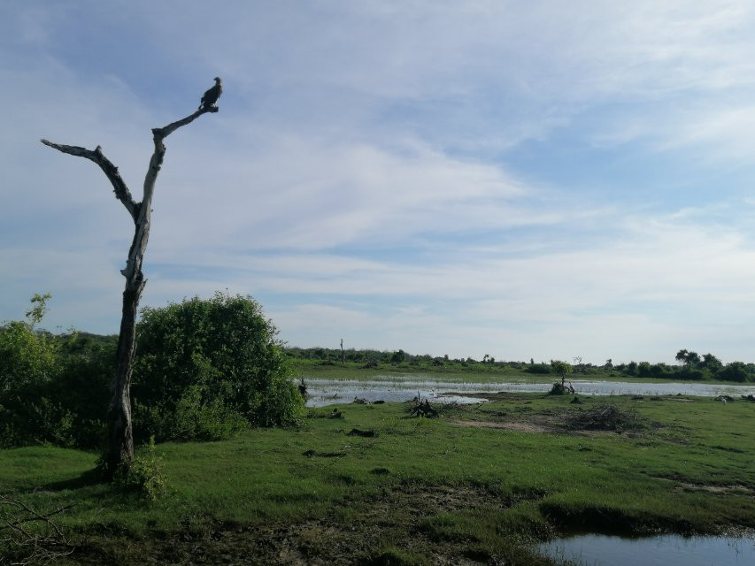 Kamal Safari Bundala Park-Hambantota必去景点