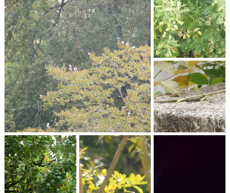 Sao Romao旅游攻略图片