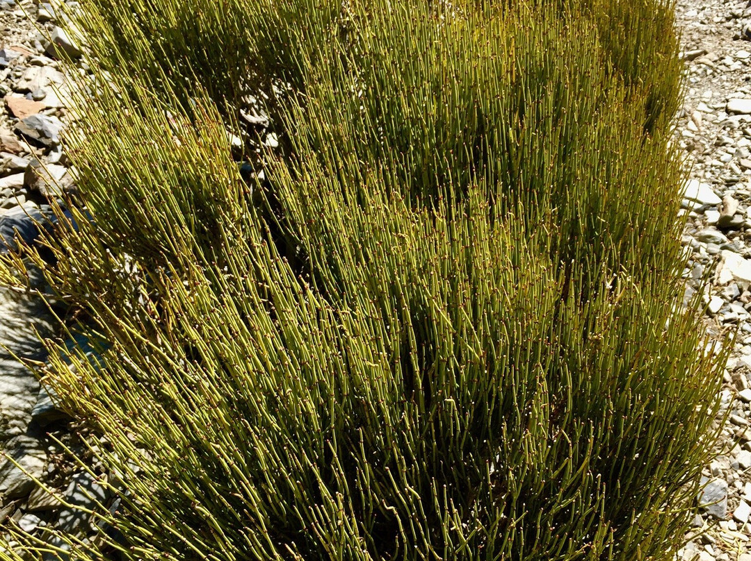 Telescope Peak trail-死亡谷国家公园必去景点