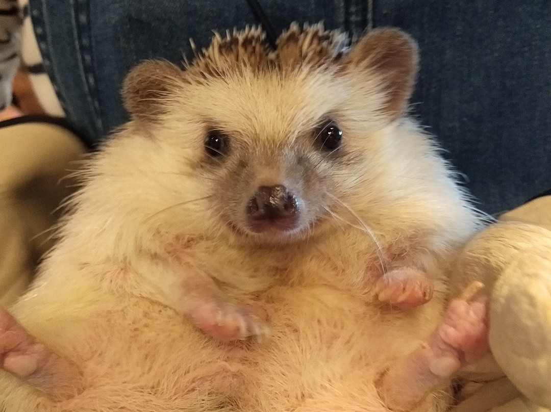 Hedgehog Cafe HARRY, Harajuku-涩谷区必去景点