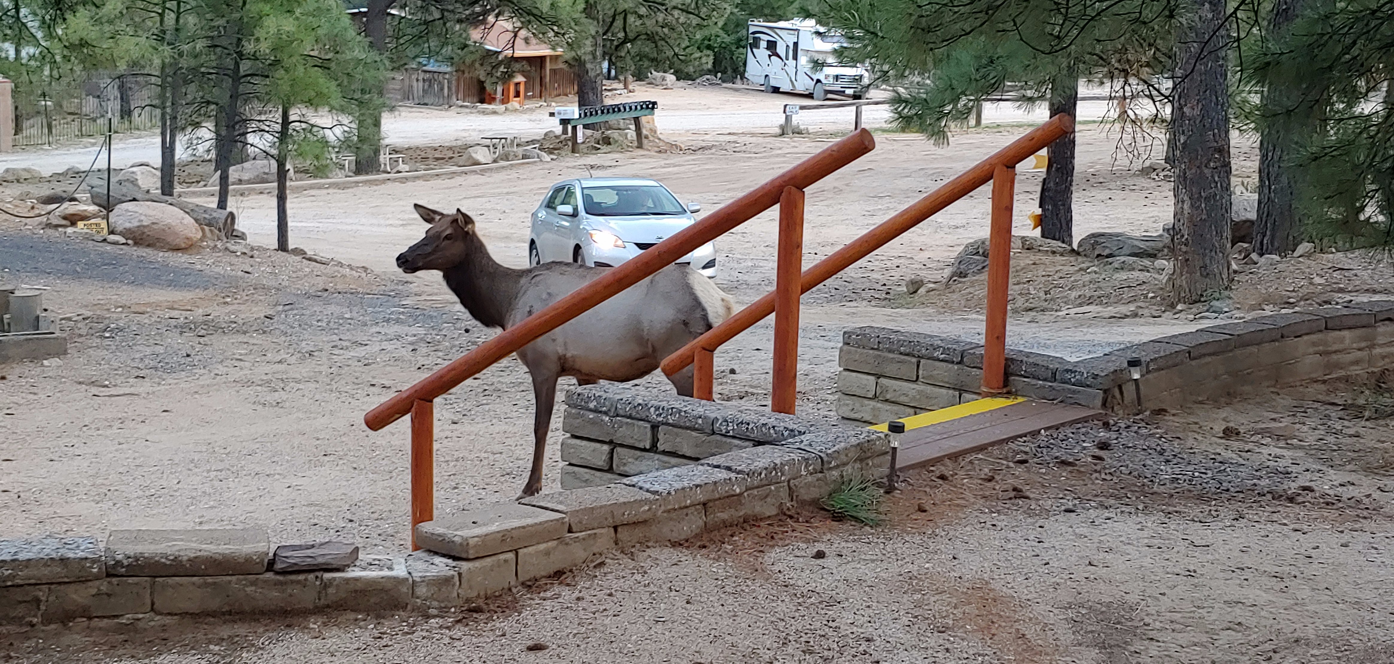 Hualapai Mountain Resort-官方
