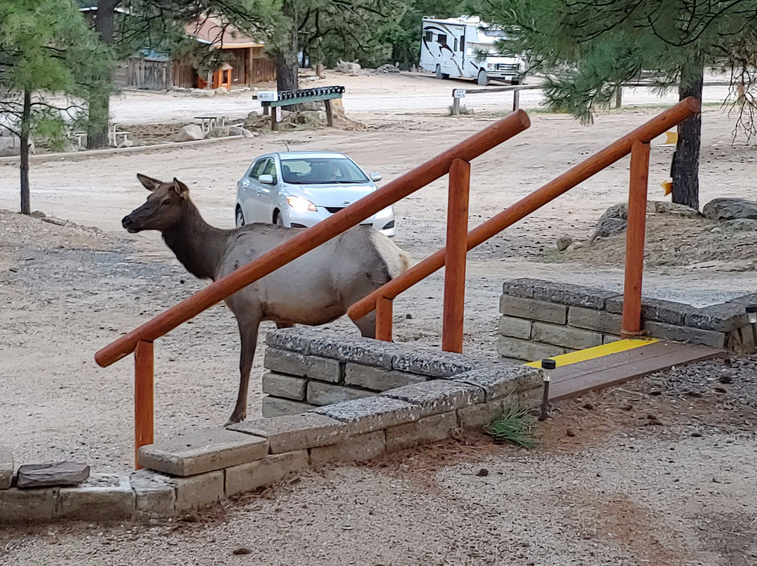 Hualapai Mountain Resort主图