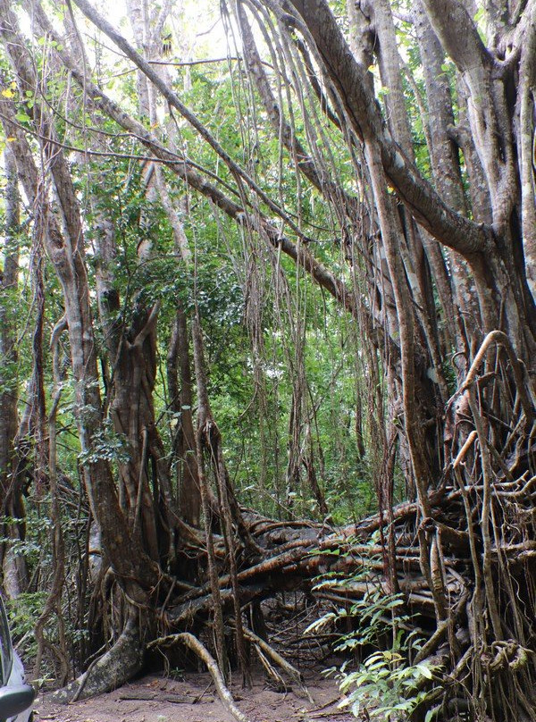 Folle Anse-Marie-Galante必去景点