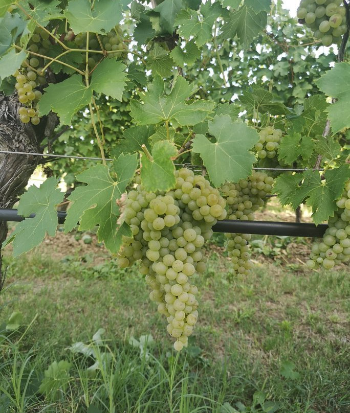 Azienda Agricola Pilandro-代森扎诺-德尔加达必去景点