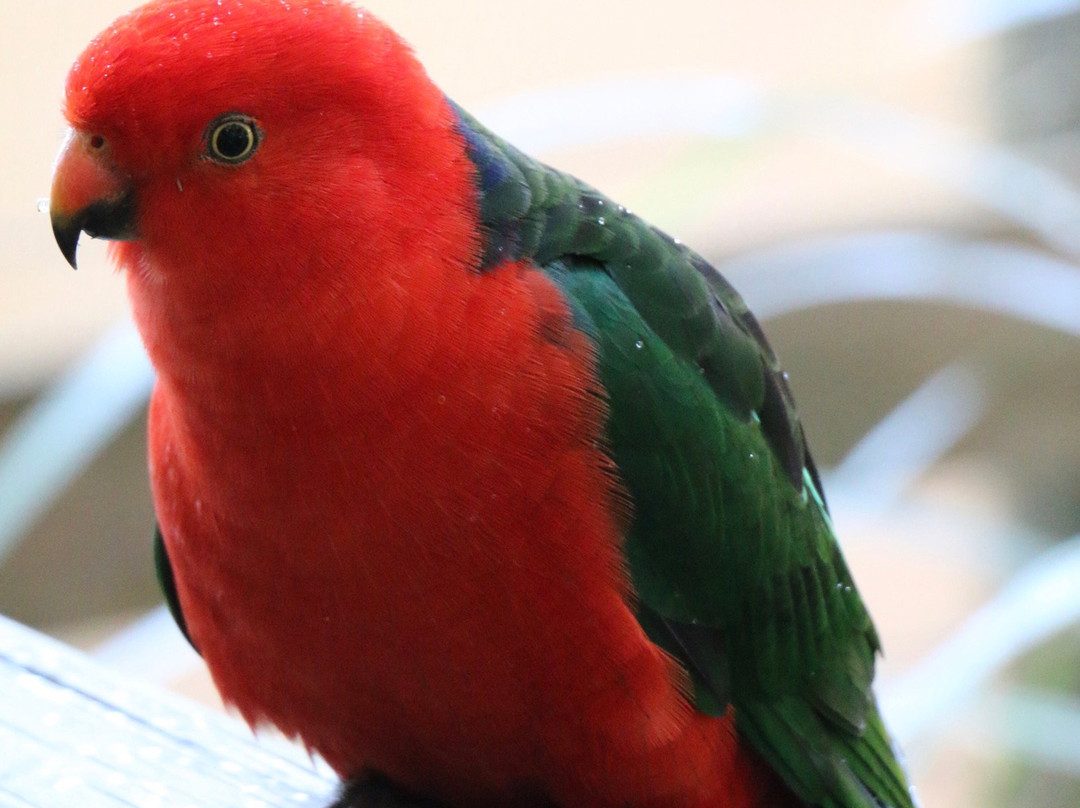 Byron Bay Wildlife Sanctuary景点图片