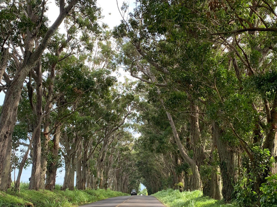Tree Tunnel-可洛亚必去景点