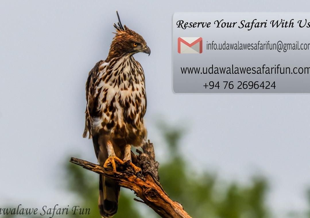 Udawalawe Safari Fun-乌达瓦拉瓦必去景点