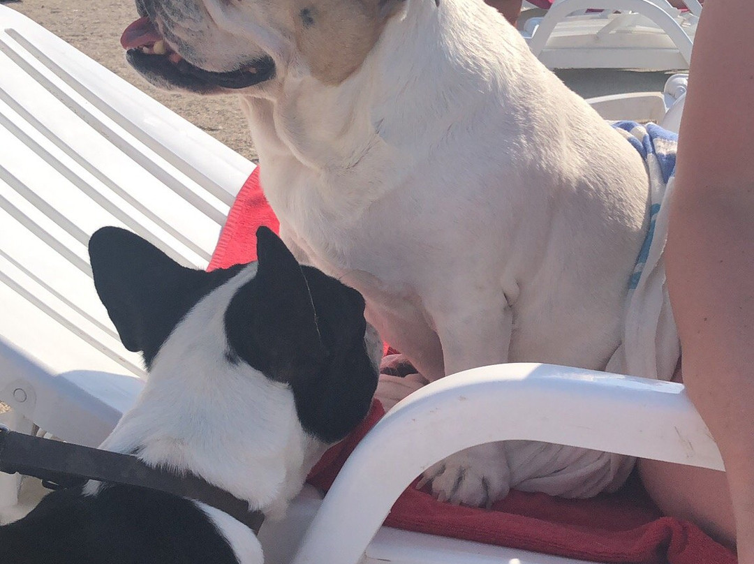 Yelken Motel Avsa主图