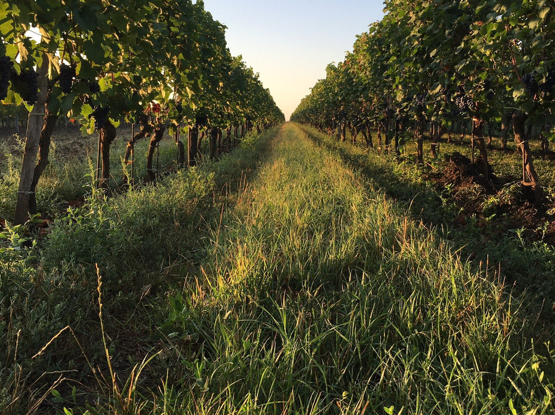 Weingut Lentsch-Podersdorf am See必去景点