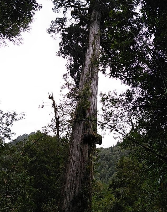 Parque Nacional Alerce Andino-蒙特港必去景点