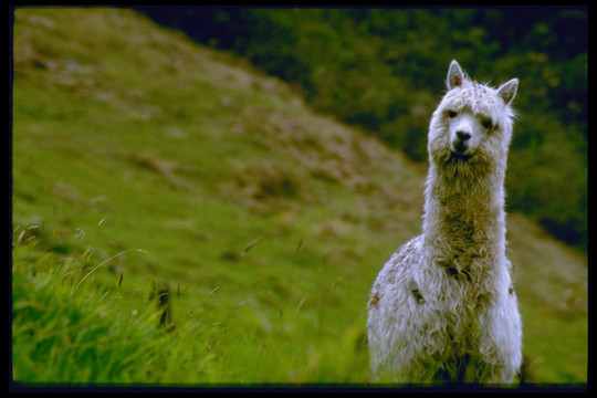 All Things Alpaca Ecuador