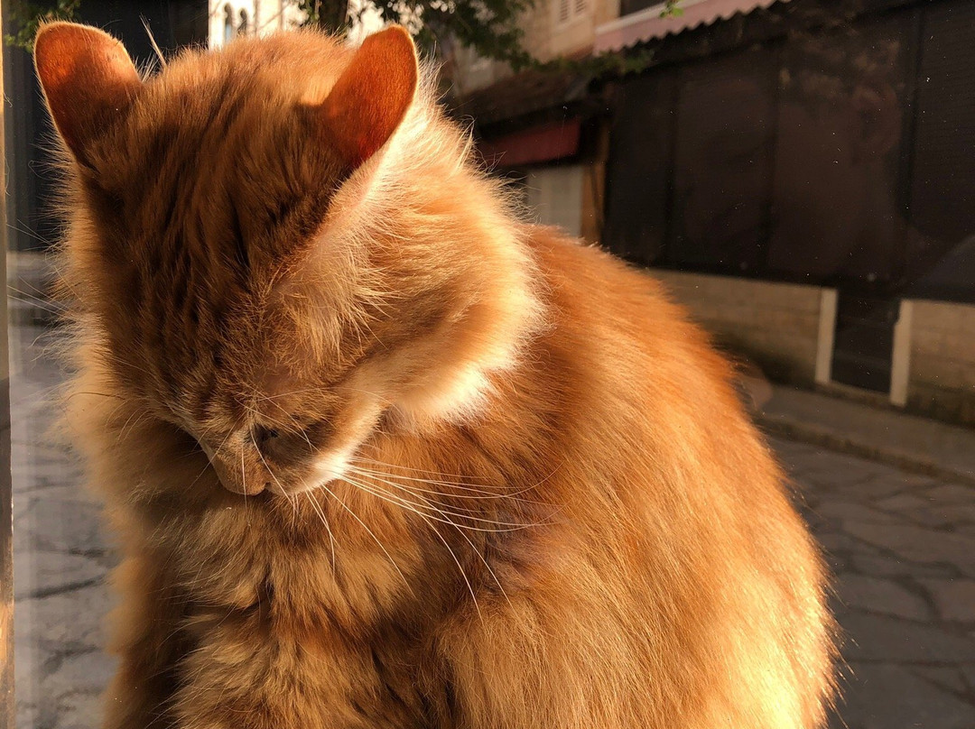 Les Pirondeaux主图