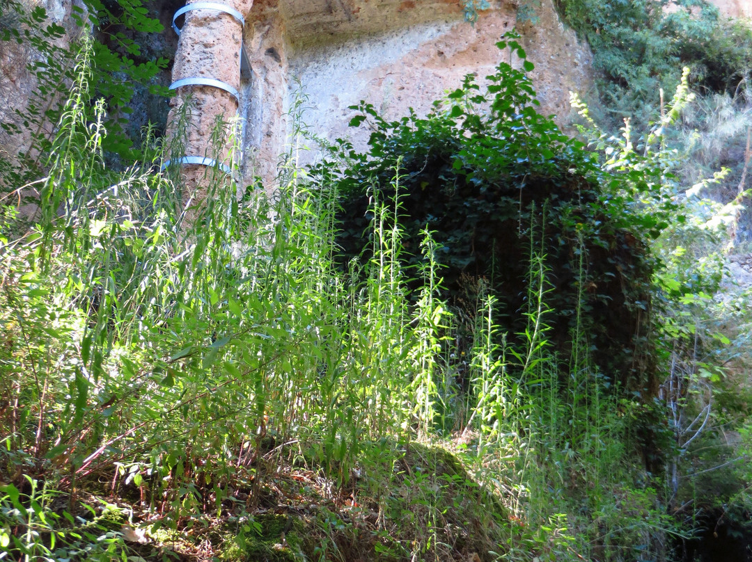 Parco Archeologico Citta del Tufo景点图片
