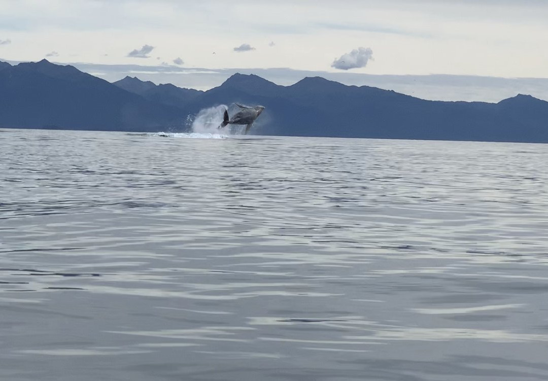 Spirit Walker Expeditions - Day Tours-古斯塔夫斯必去景点