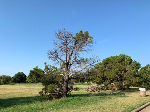 Lake Wichita Park-威奇托福尔斯必去景点