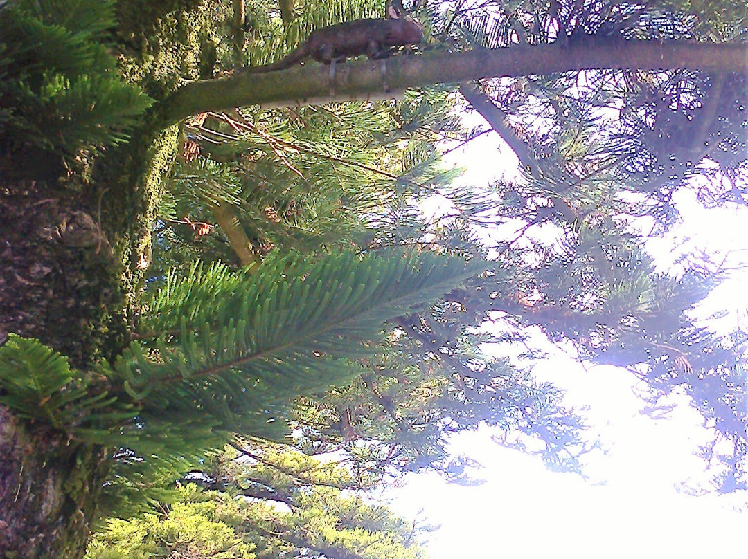 Mystery In The Trees-瓦南布尔必去景点