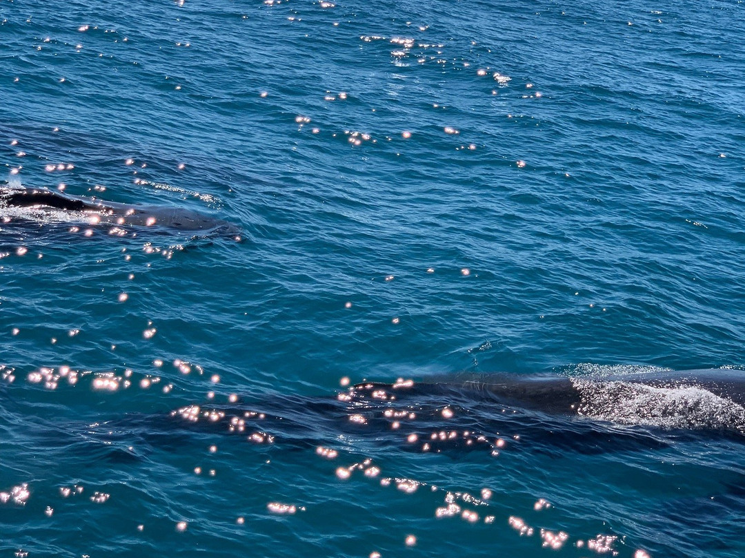 Freedom Whale Watch景点图片