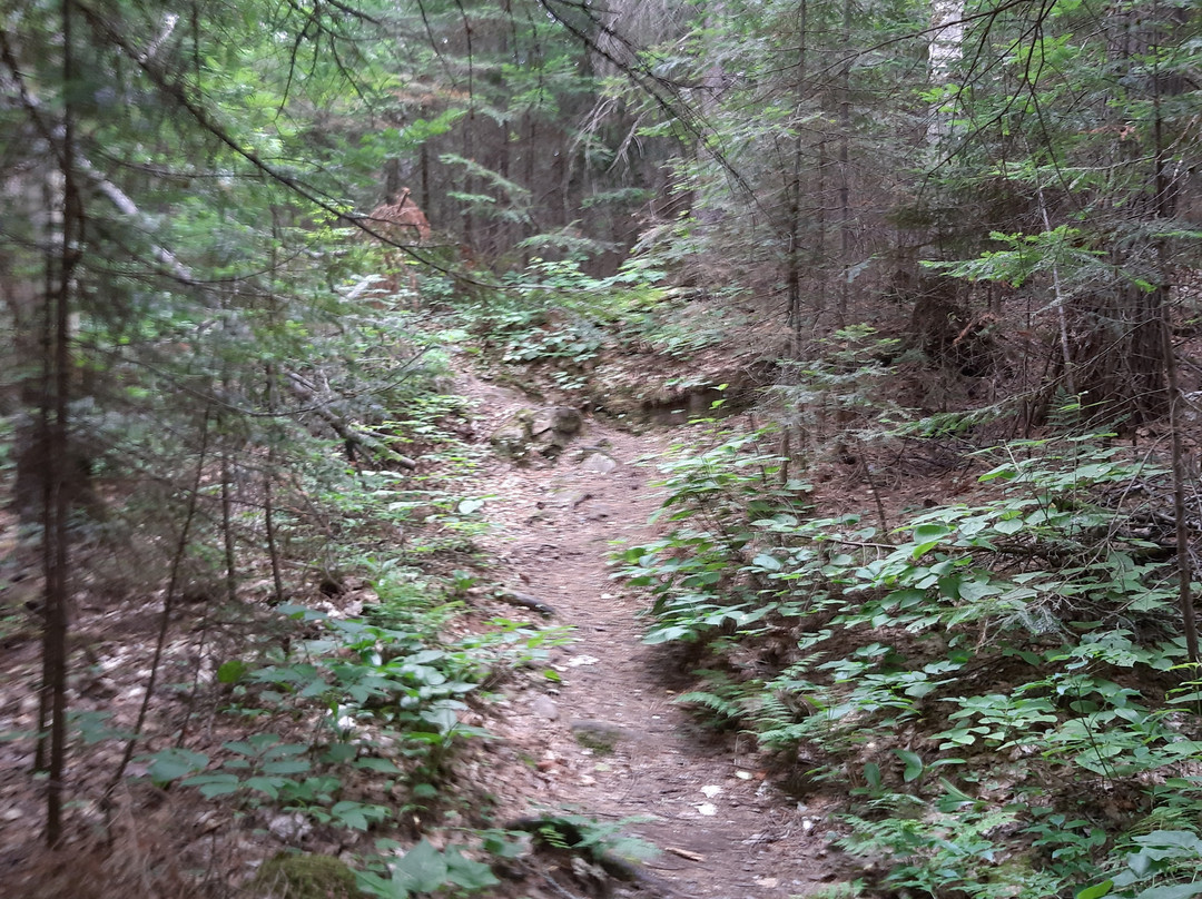 Mizzy Lake Trail景点图片