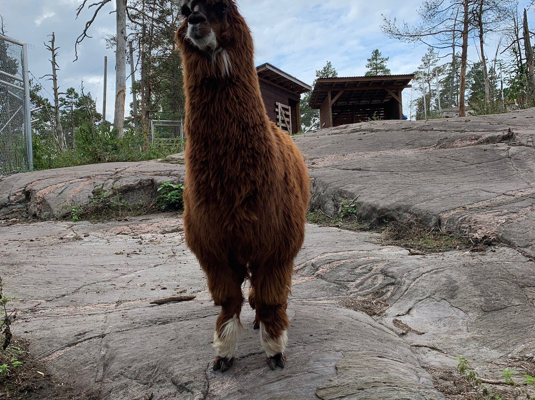 Lomamäki Petting Zoo-Inkoo必去景点