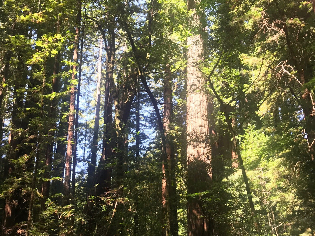 Humboldt Lagoons State Park景点图片