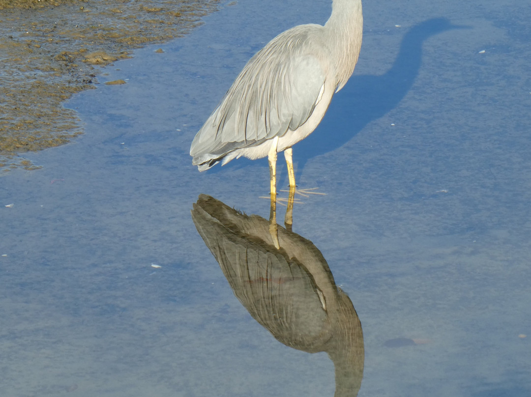 Panmure Basin-Panmure必去景点