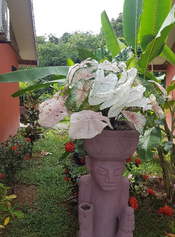 Pacific Paradise Resort主图