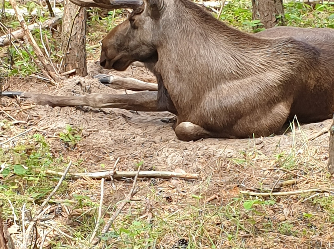 Wildpark Schorfheide-Schorfheide必去景点