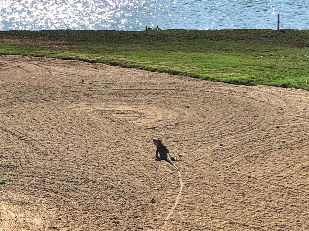 Links at Divi Aruba-奥腊涅斯塔德必去景点