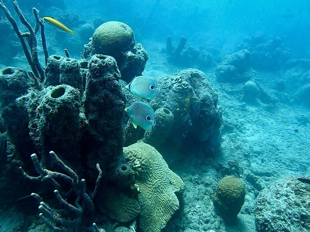 Bas Harts Diving Curacao-威廉斯塔德必去景点