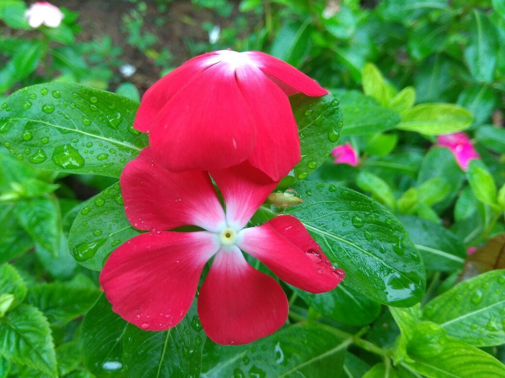 Rangamati Garden Resort主图