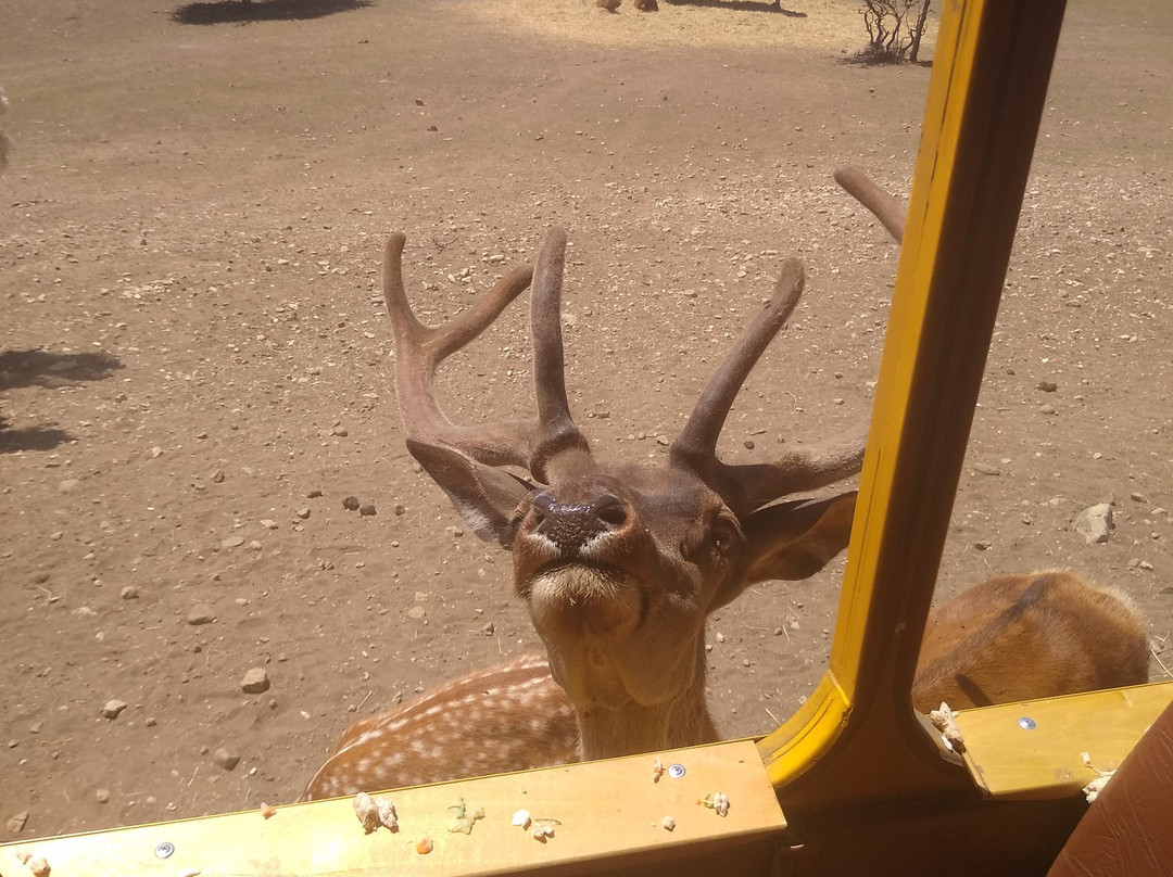 Antelope Park Safari Ranch景点图片