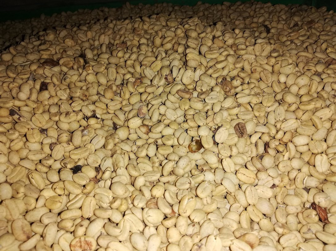 Las Acacias Coffee Farm景点图片