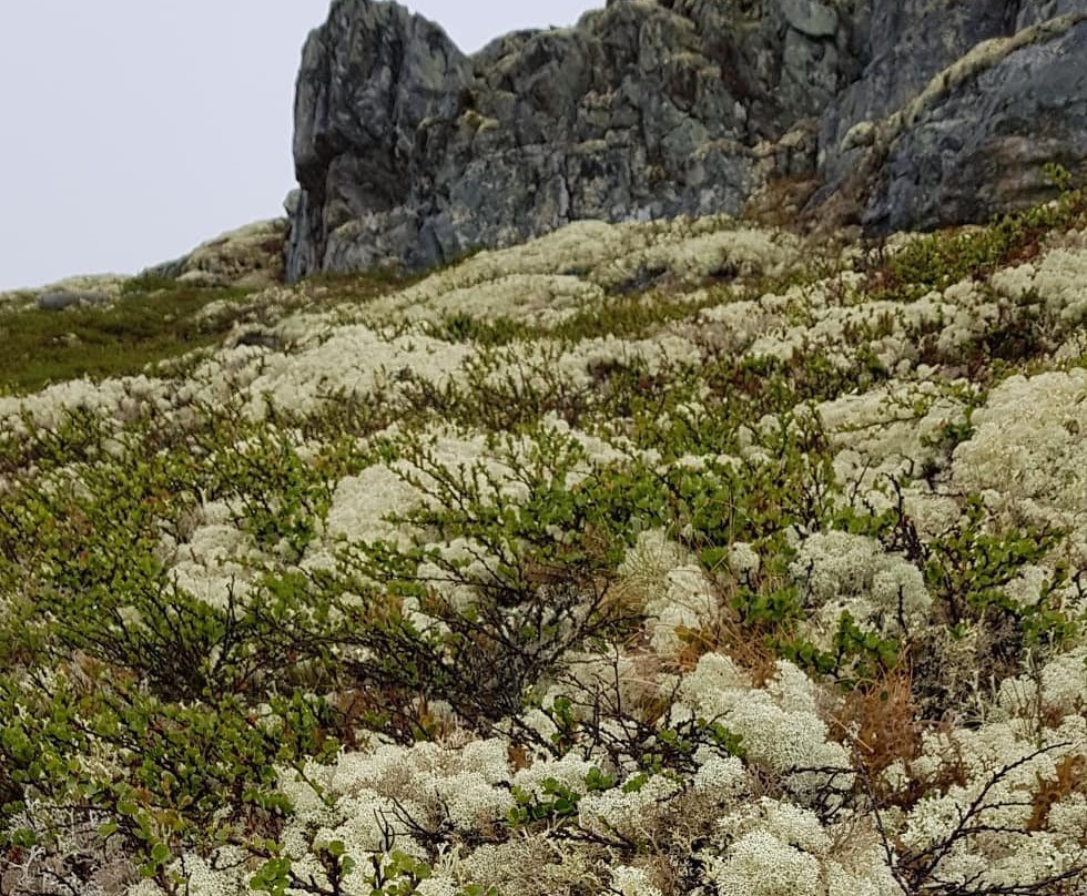 Bergsjostolen Fjellstue主图