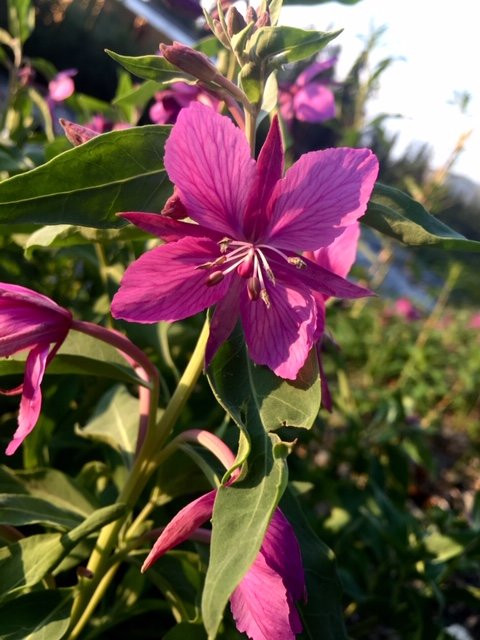 The Perch Resort主图