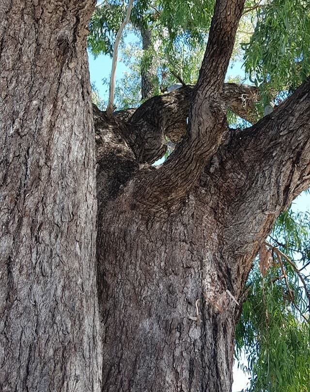 Leichhardt Tree-Taroom必去景点