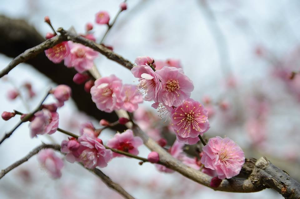 Mito Plum Festival-水户市必去景点
