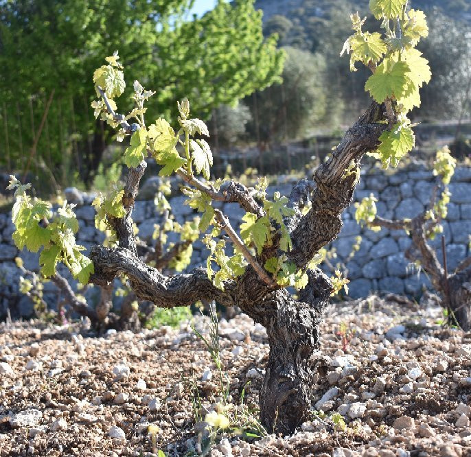Kefalonia Wine Tour-Omala必去景点