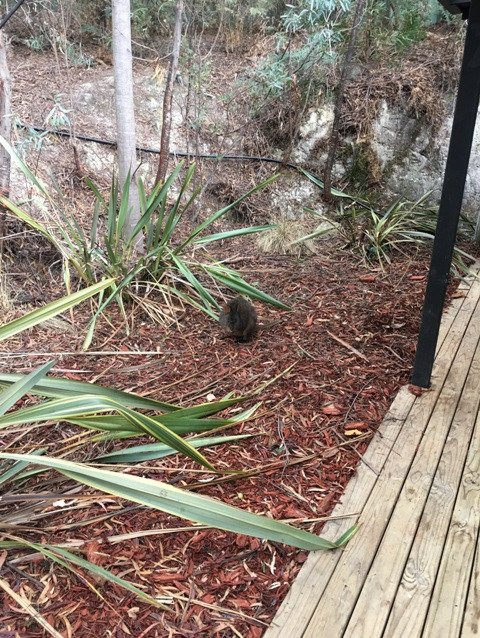 牡蛎湾木屋主图