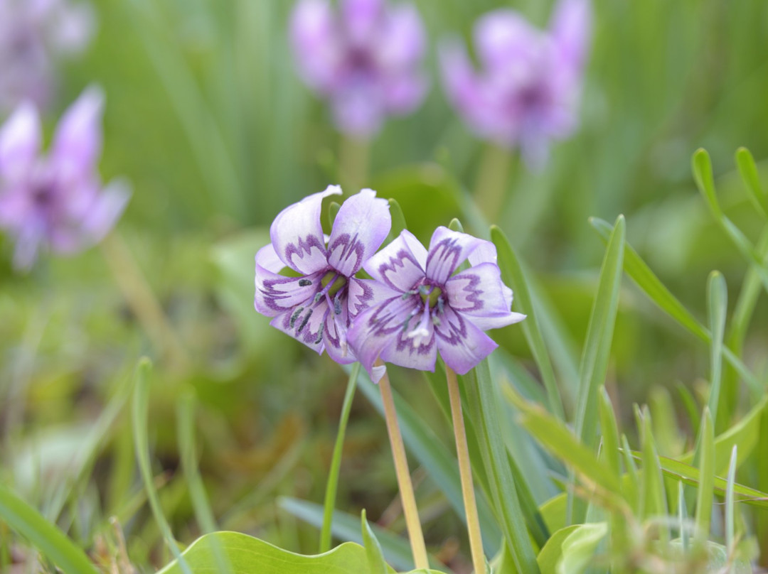 Katakuri no Hanagun Seichi-真庭市必去景点