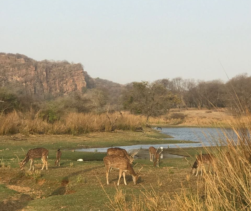 Sariska National Park景点图片