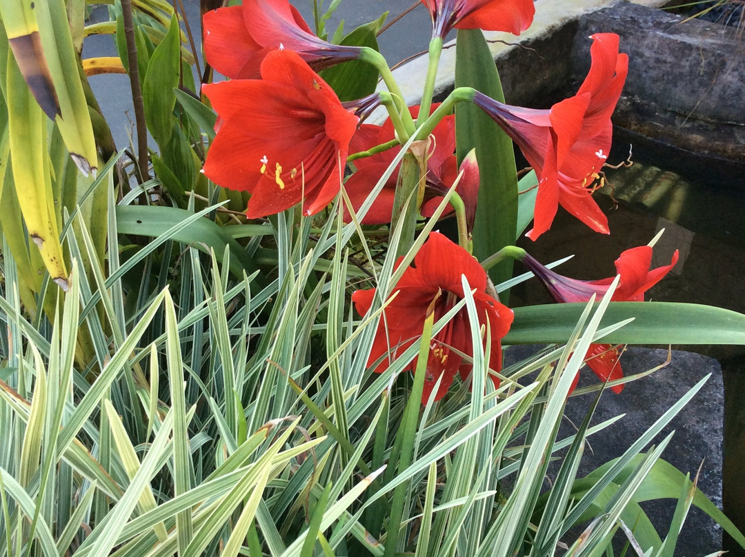 Shangrilah Villas主图