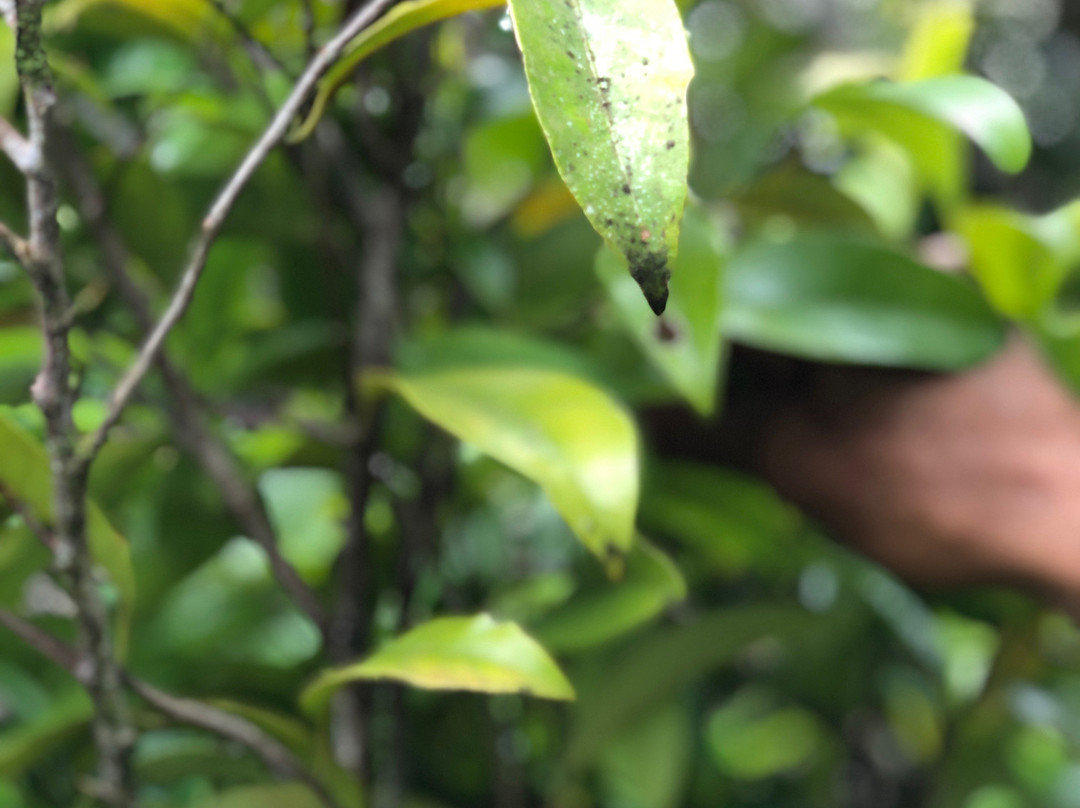 Plantation Beauvallon-Le Morne-Rouge必去景点