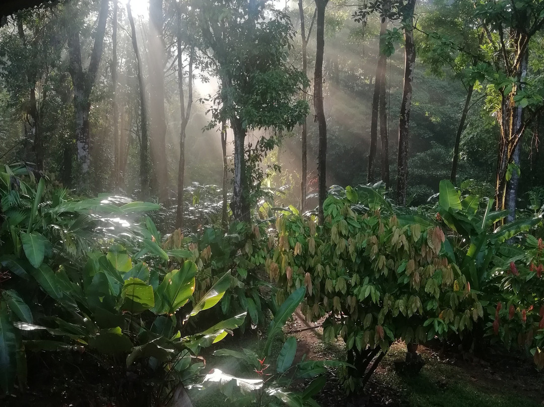 Nativos Corcovado Tours景点图片