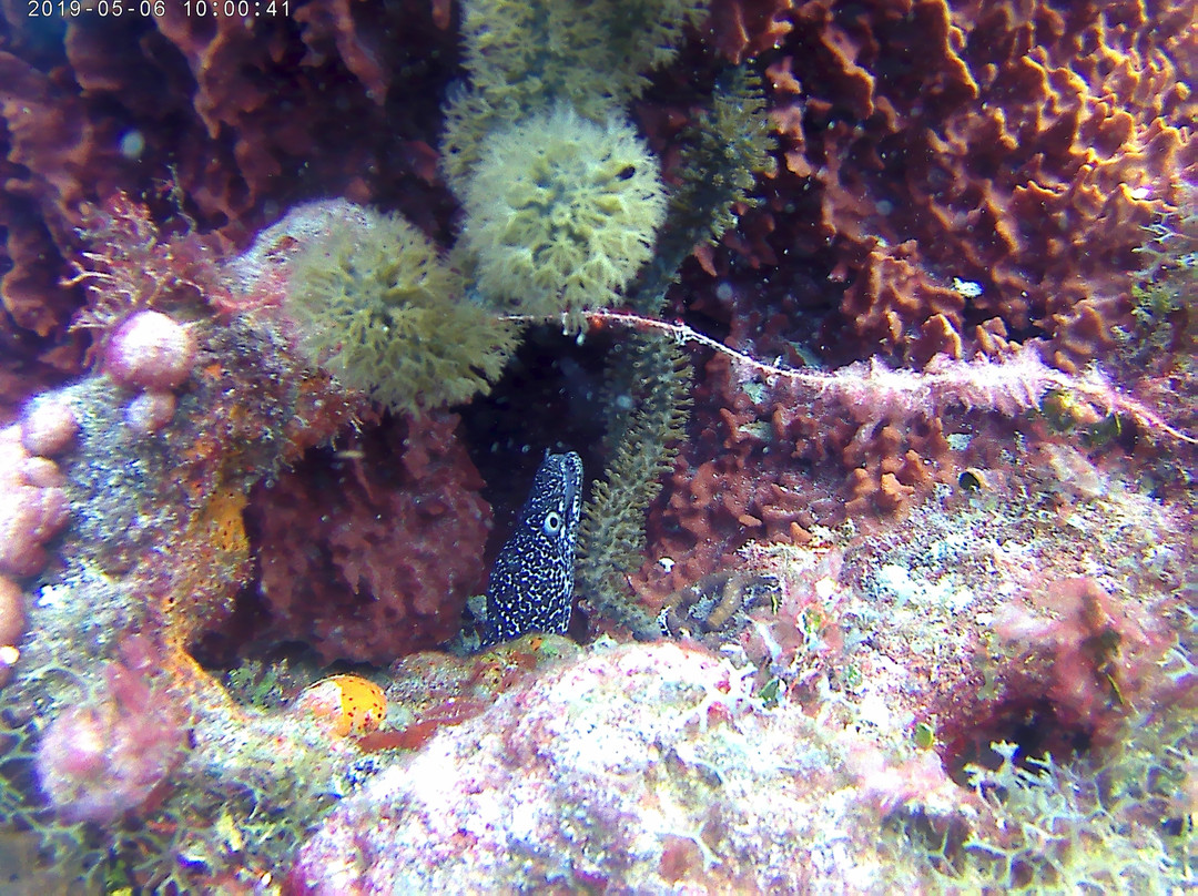 Diving Dominican Republic景点图片