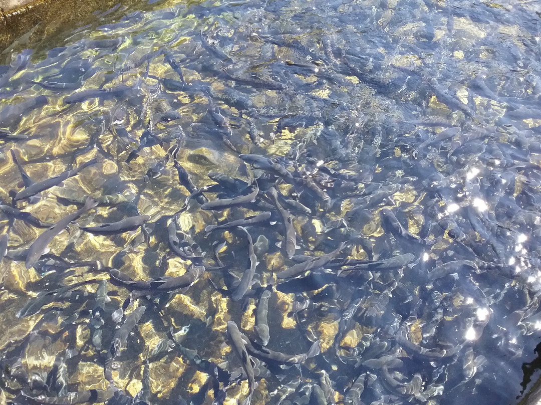 Manchester Fish Hatchery-Manchester必去景点