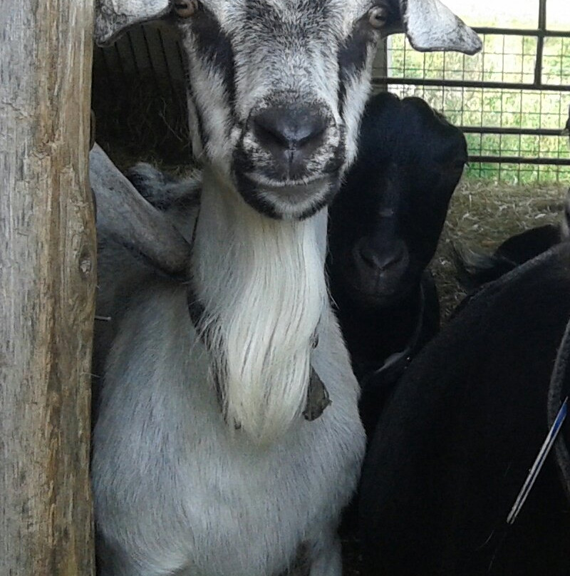 River's Edge Goat Dairy-Arthur必去景点