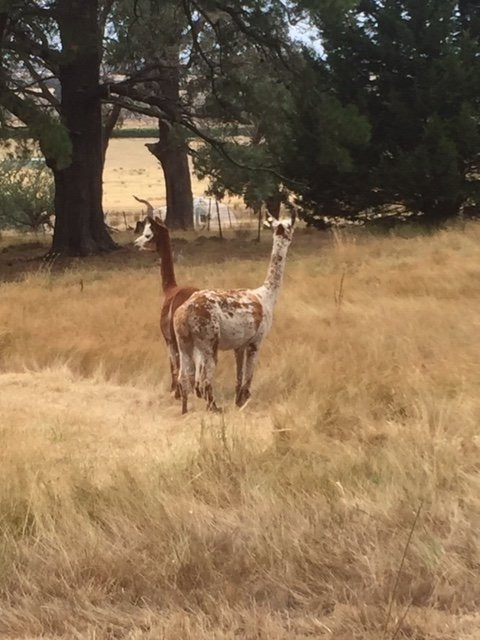 Dromkeen-Riddells Creek必去景点