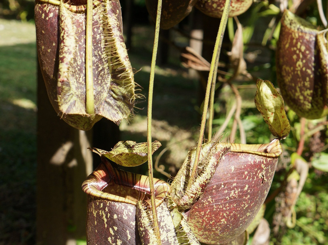 Jardin Botanique de Guyane-Macouria必去景点
