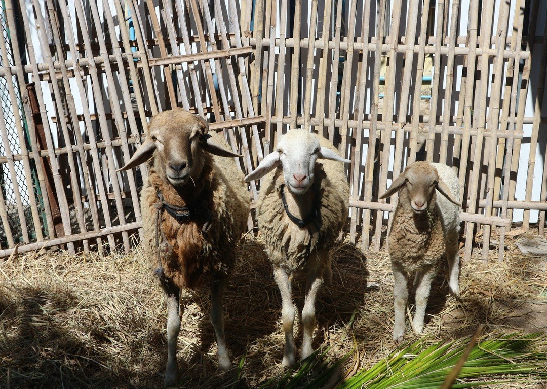 Kalaka Cooking Class - Thai cooking class in Chiang Mai-清迈必去景点