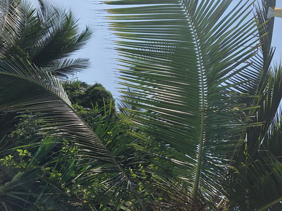 Amba Ayurveda Hotel主图